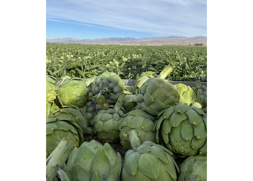 Winter artichoke season is here with promotable volumes, says Ocean